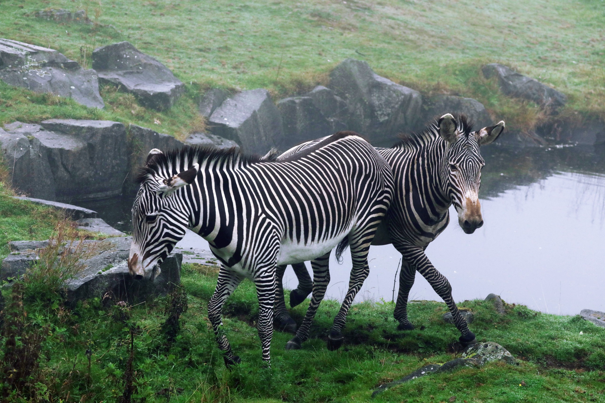 Male Grevy's zebra Oberon being introduced to female Grace IMAGE RLF 2024